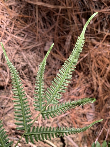 Pteris quadriaurita, photograph 2