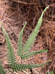 Pteris quadriaurita, photograph (c) Jonatan Castro Hernández, some rights reserved (CC BY)
