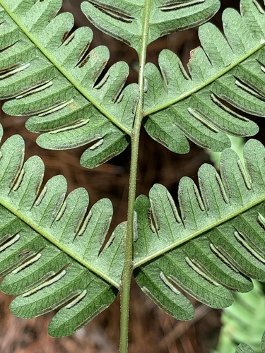 Pteris quadriaurita, photograph 4