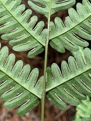 Pteris quadriaurita, photograph (c) Jonatan Castro Hernández, some rights reserved (CC BY)