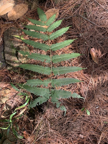 Pteris quadriaurita, photograph 5