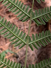 Pteris quadriaurita, photograph (c) Jonatan Castro Hernández, some rights reserved (CC BY)