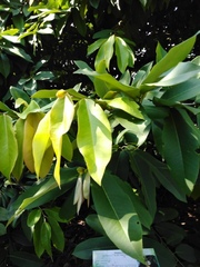 Diospyros discolor