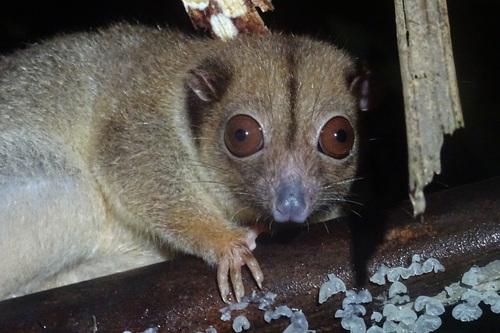 Lowland Ring-tailed Possum