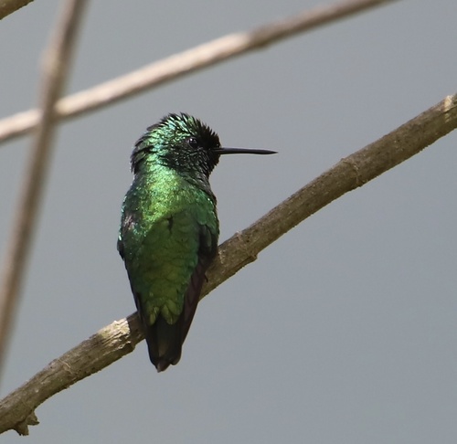 Green-tailed Emerald (Chlorostilbon alice), photo 6
