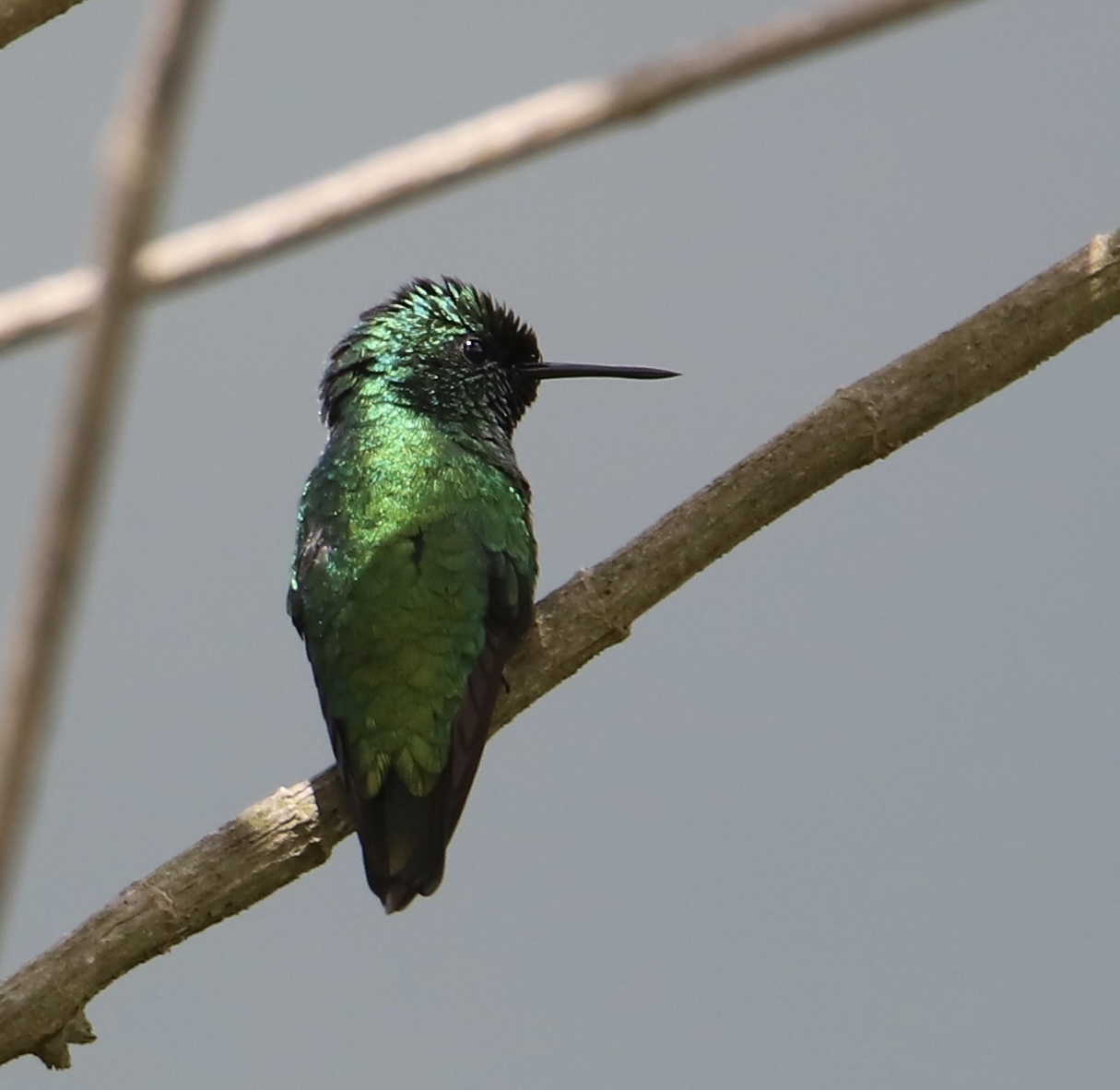 Green-tailed Emerald (Chlorostilbon alice), photo 1