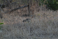 Lissotis melanogaster