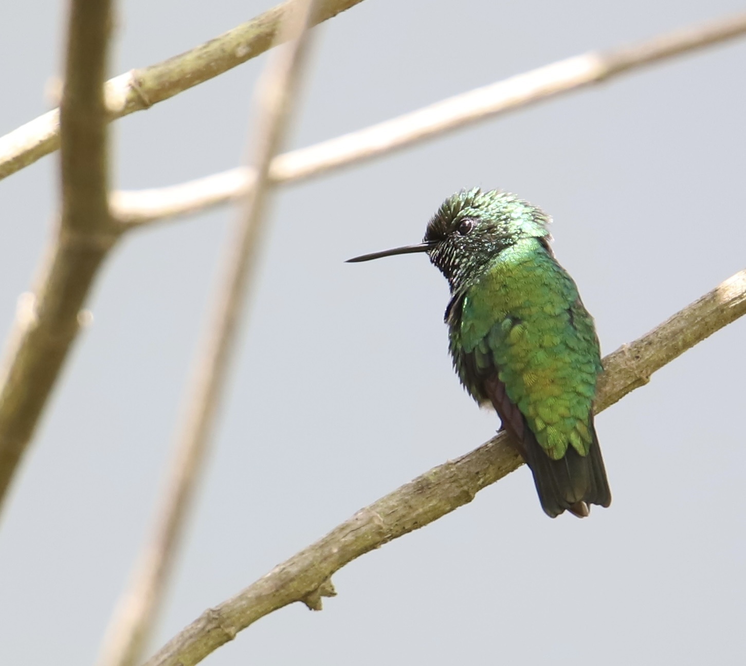 Green-tailed Emerald (Chlorostilbon alice), photo 2