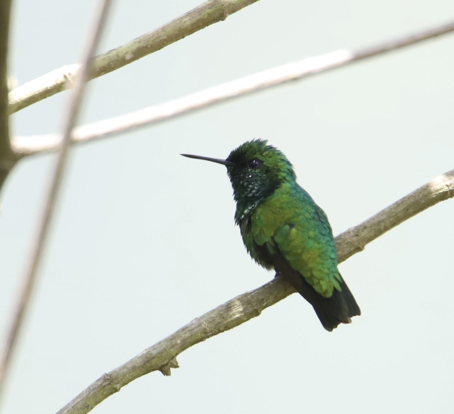 Green-tailed Emerald (Chlorostilbon alice), photo 4