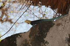 Agama kirkii