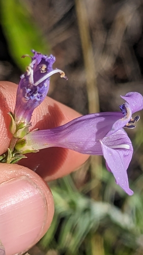 Image of Penstemon pseudoputus by (c) Darrin Gobble, some rights reserved (CC BY)