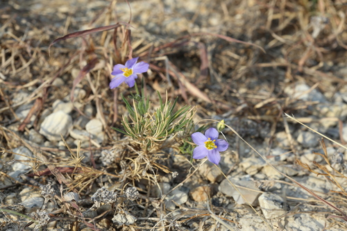 Image of Giliastrum rigidulum by (c) Reid Hardin, some rights reserved (CC BY)