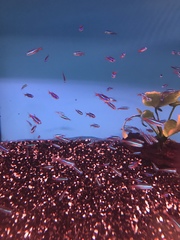 Paracheirodon innesi