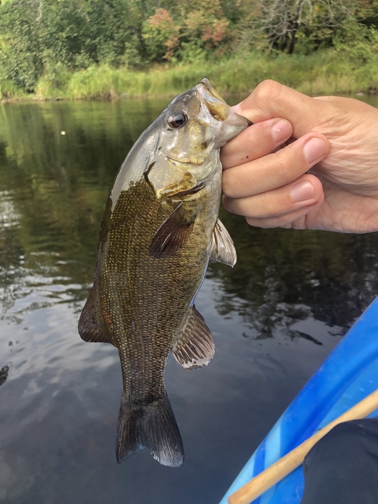 Smallmouth Bass from Cloquet River, Saginaw, MN, US on September 9 ...