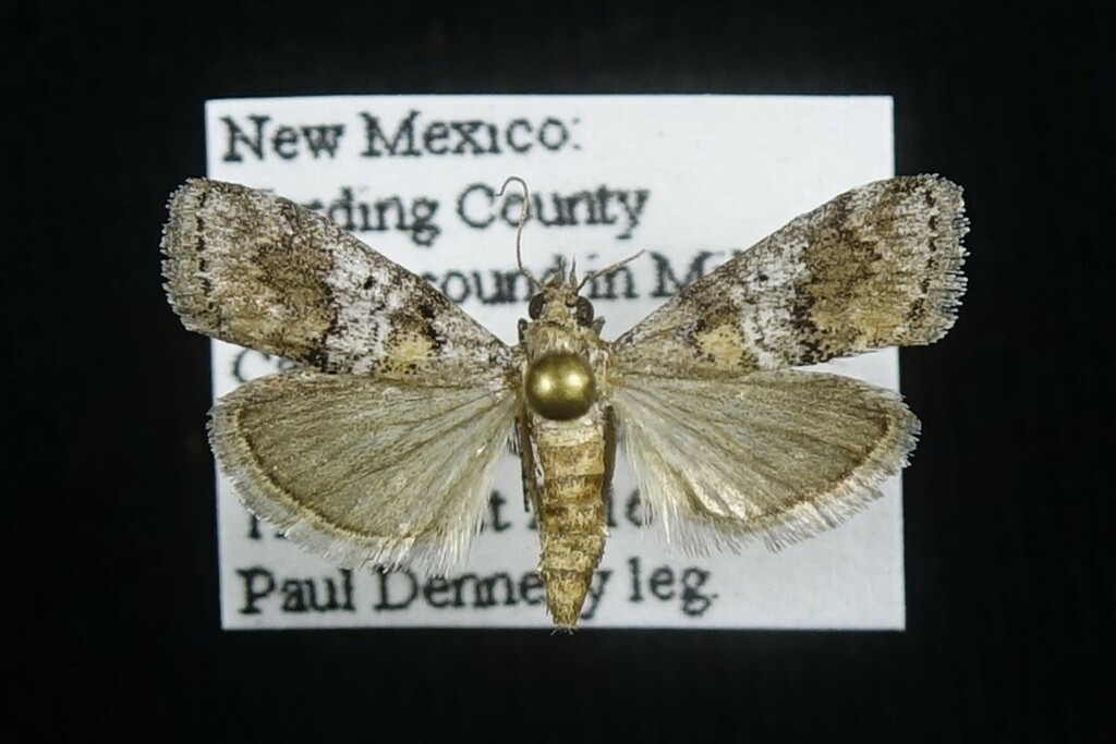 Pococera thoracicella