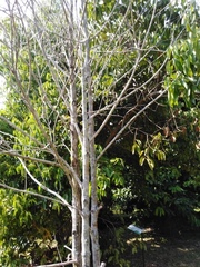 Syzygium aromaticum