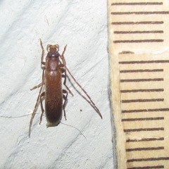 Sparedrus aspersus