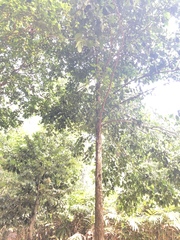 Garcinia clusiaefolia