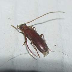Sparedrus aspersus