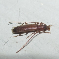 Sparedrus aspersus