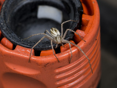 Thanatus oblongiusculus