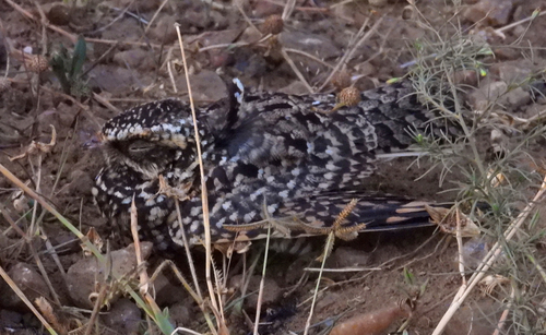 iNaturalist image
