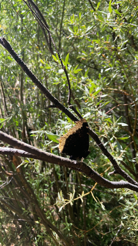 iNaturalist observation photo of Mourning Cloak