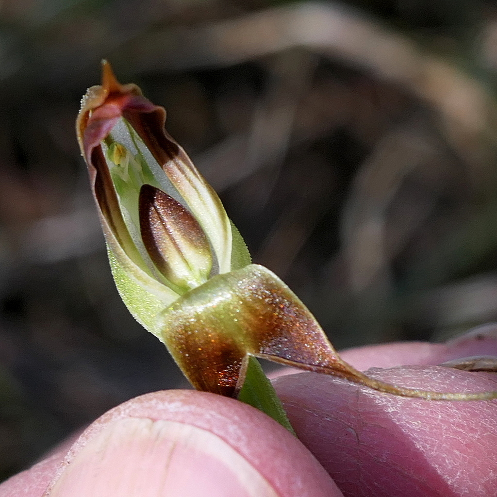 Pterostylis pedunculata