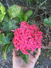 Ixora