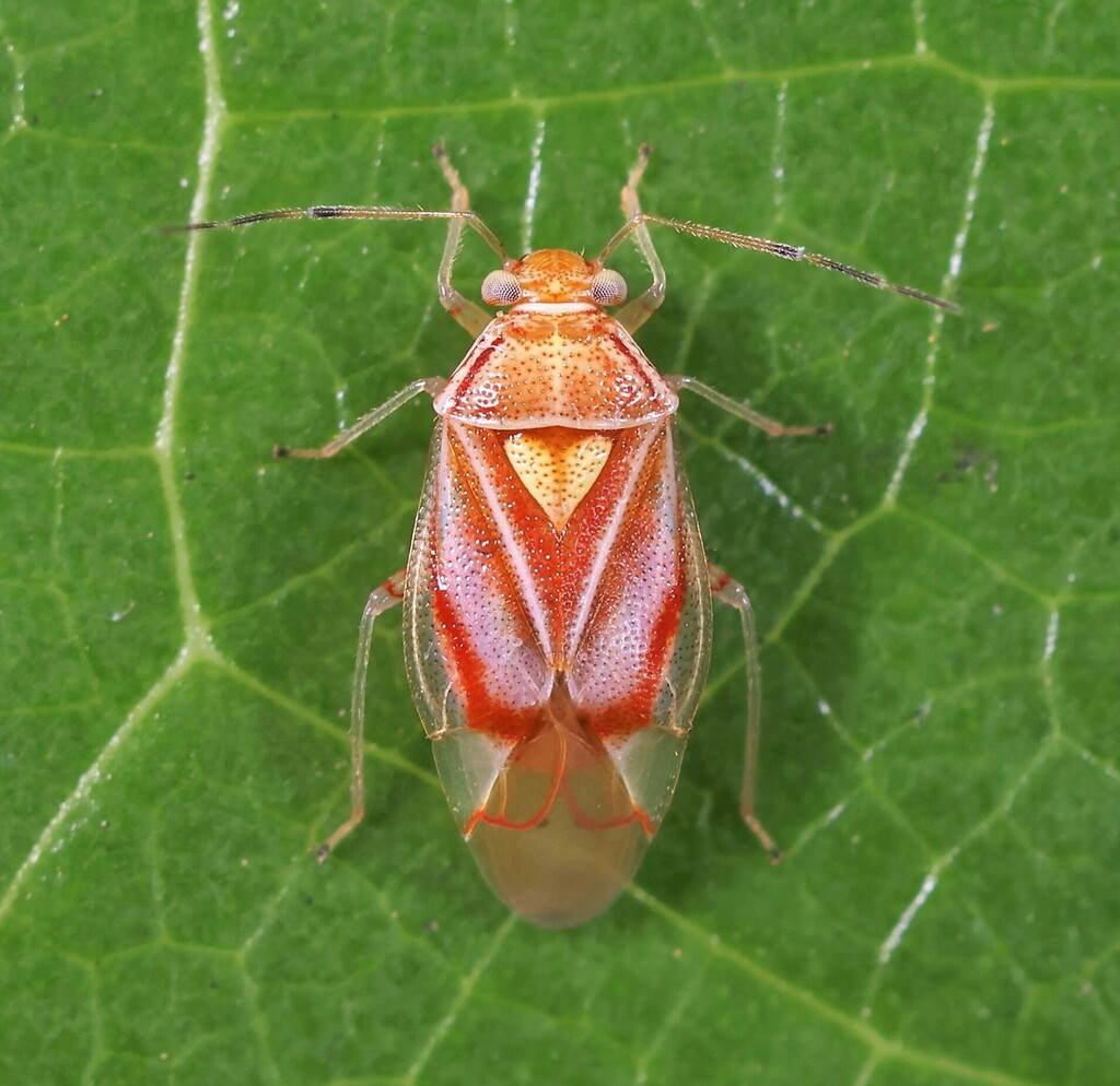 Tropidosteptes palmeri