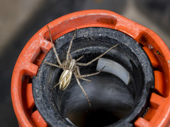 Thanatus oblongiusculus