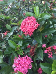Ixora