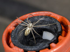 Thanatus oblongiusculus