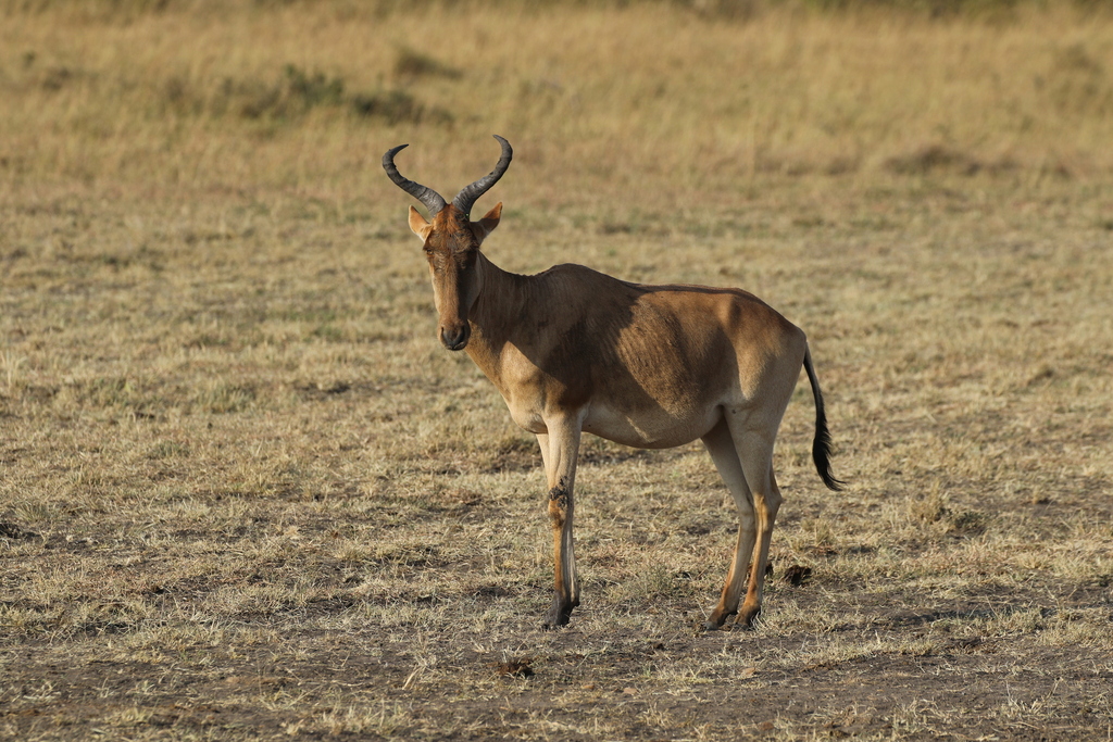 Coke’s hartebeest, Kenya, photographed by Henggang Cui
