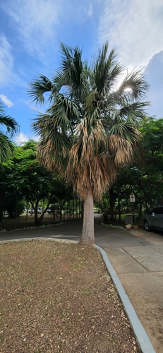 Puerto Rico palmetto (Sabal causiarum)