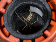 Thanatus oblongiusculus