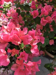 Bougainvillea