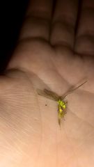 Zeugomantispa minuta