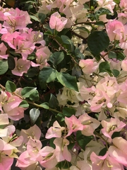 Bougainvillea
