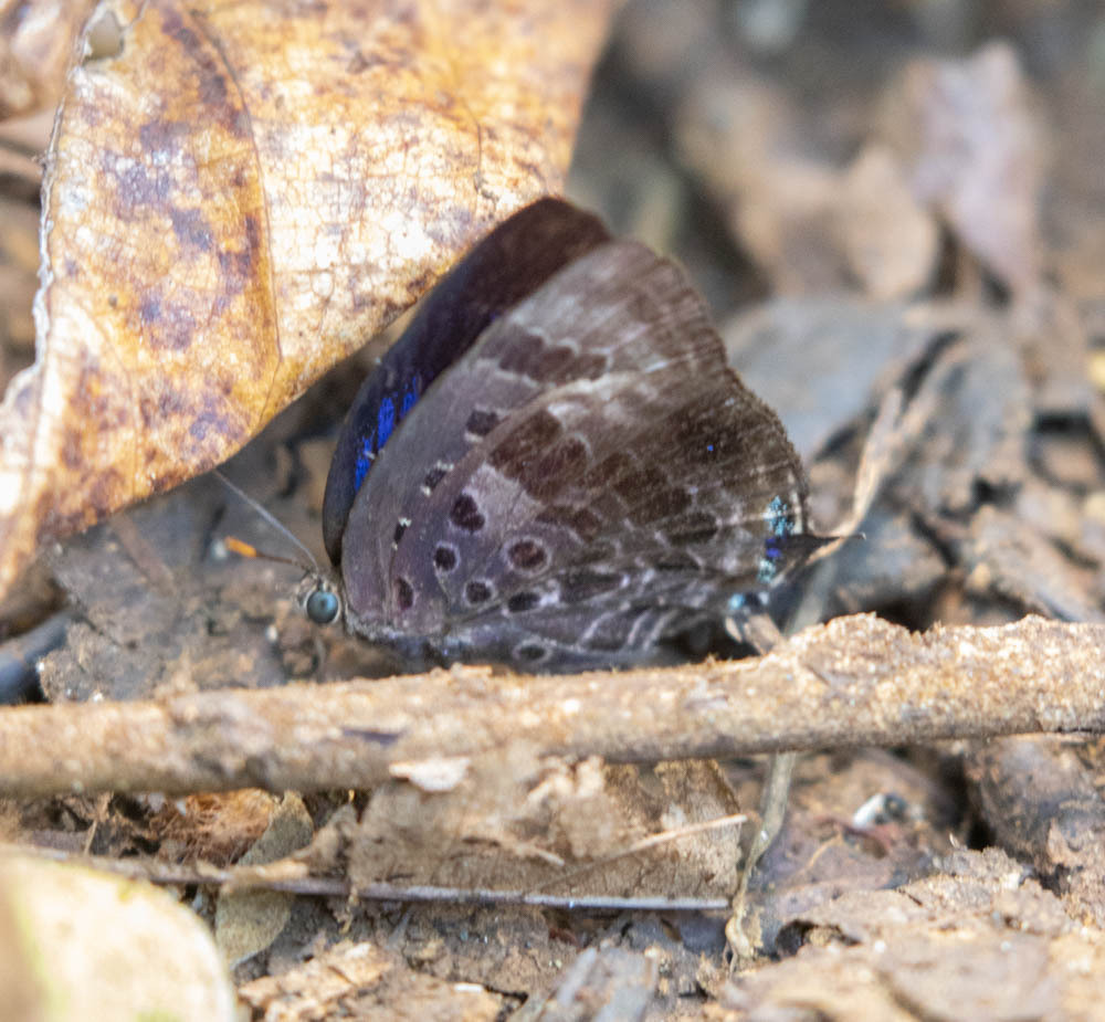 Arhopala adherbal