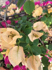 Bougainvillea