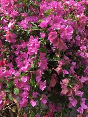 Bougainvillea