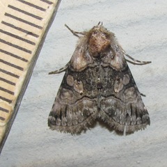 Abrostola microvalis