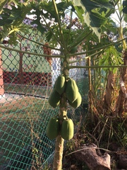 Carica papaya