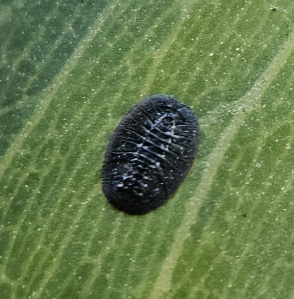 Pseudozaphanera niger