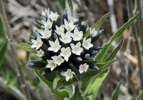 Kearney's bluestar (Amsonia kearneyana)