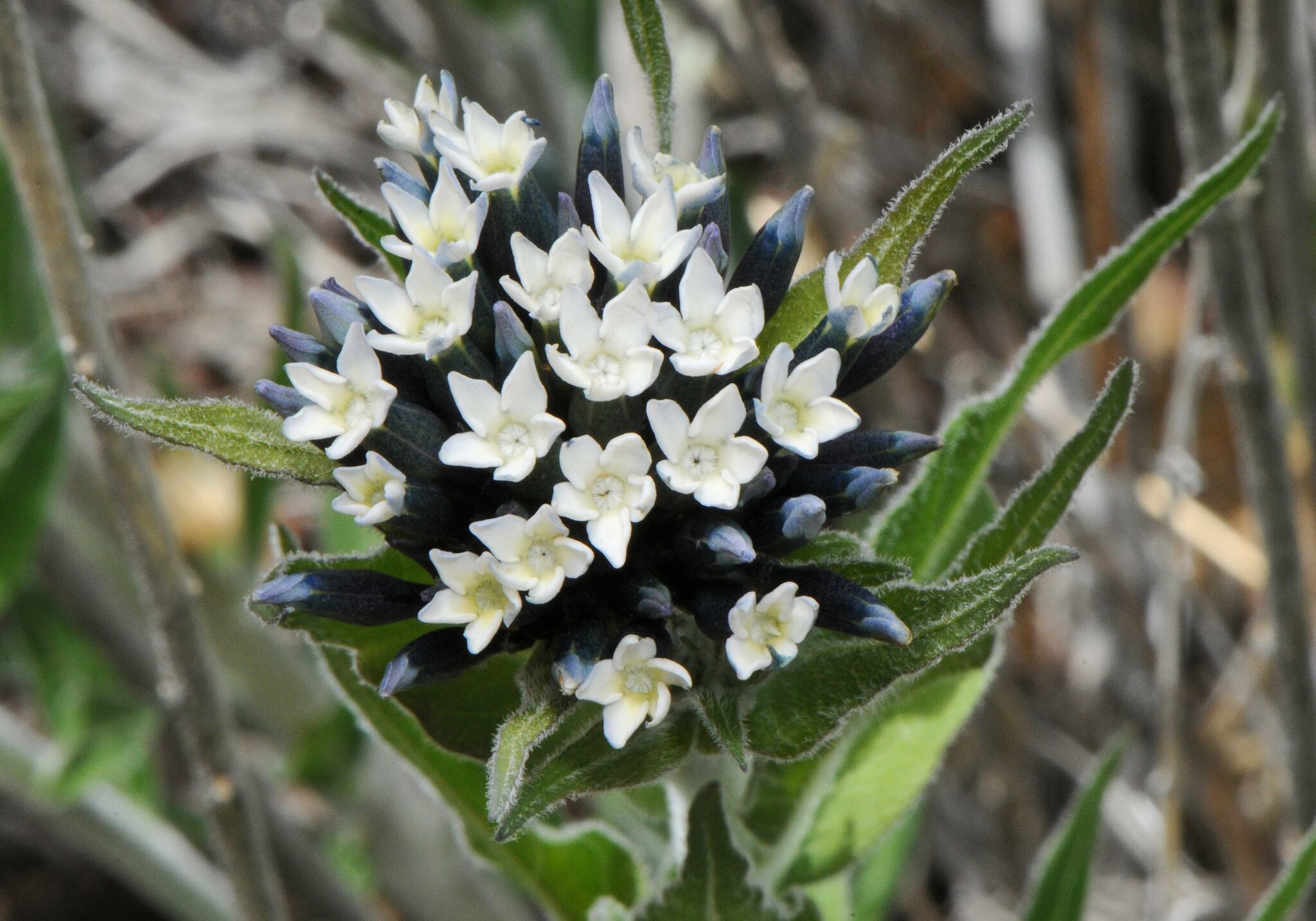 Amsonia kearneyana