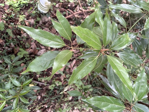 Image of Neolitsea sericea by (c) 岸本年郎, some rights reserved (CC BY)