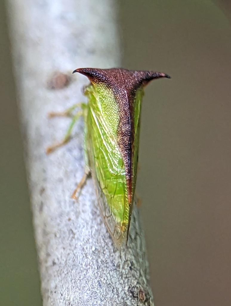 Stictocephala tauriniformis