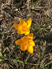 Crocus flavus